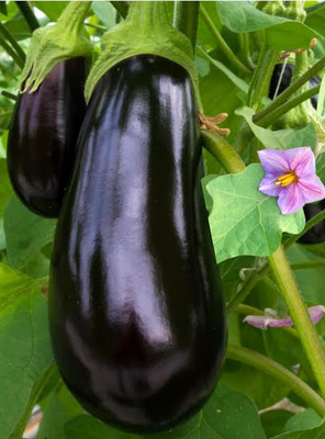 LPR brinjal Seed(10 per packet)