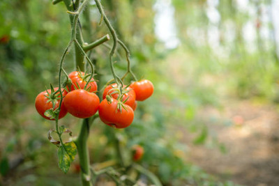 manushya life tomato Seed(120 per packet)