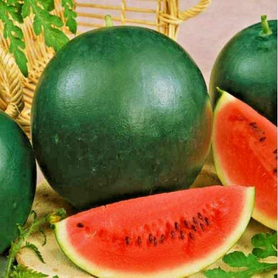 CYBEXIS Fruits Water melon Sugar Baby100 Seeds Seed(100 per packet)