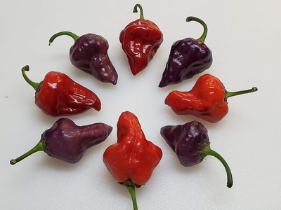 Biosnyg Hybrid Purple UFO Pepper Seeds For Kitchen Gardening-(400 Seeds) Seed(400 per packet)