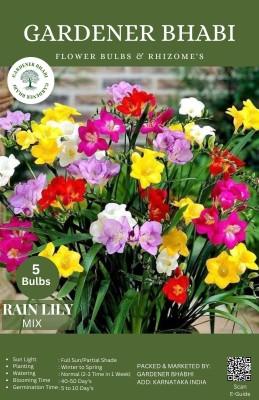 Gardener Bhabi Rain Lily Mix Flower Bulbs For Rainy Season Seed(5 per packet)