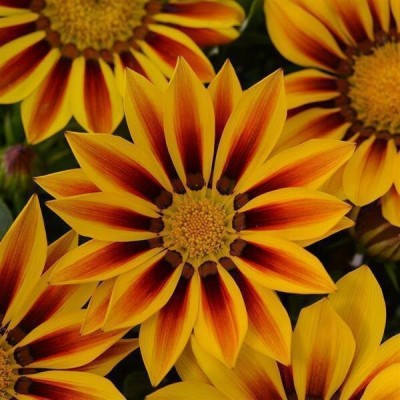 Quentova Gazania New Day Red Stripe Flower-VK-11J Seed(75 per packet)