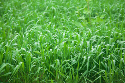 BISWAS Fodder Seeds For Cow, Cow Fodder Grass Seed(2000 per packet)