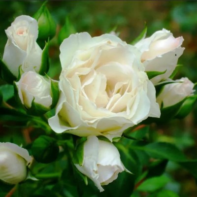 CYBEXIS LXI-56 - White Rare Rose - (100 Seeds) Seed(100 per packet)