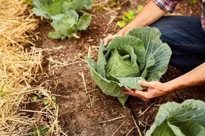 MAA Purple Cabbage, Cabbage, Red Kraut Seed(20 per packet)