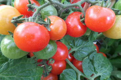 AllThatGrows tomato Seed(110 per packet)