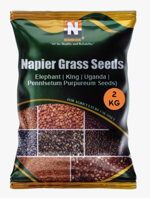 Numinous Napier, Elephant, King, Uganda, Pennisetum Purpureum Fodder Grass Seed(2 kg)