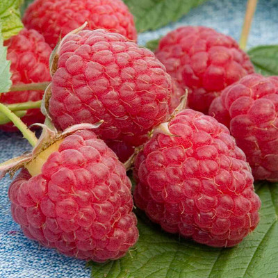 XOLDA Raspberry Fruit Seed(50 per packet)