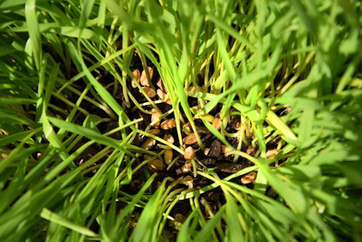 Qualtivate NBIR-107 Cat Grass Hard Red Winter Wheat Seed(2000 per packet)