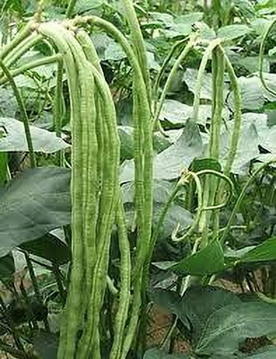ARYAN EVERGREEN Barbati seeds Seed(25 per packet)