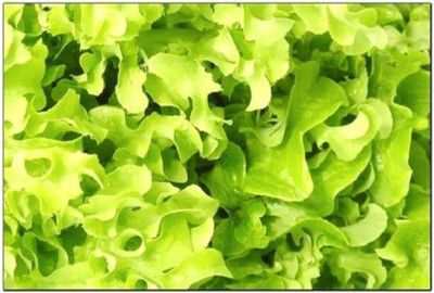 VibeX ® VMR-259 Salad Bowl Lettuce Seeds | Non-GMO Seed(200 per packet)