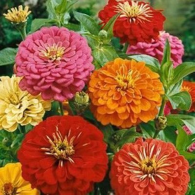 Aywal Zinnia Mix Flower Special Blooming & Good Fragrance For Home Garden Seed(80 per packet)