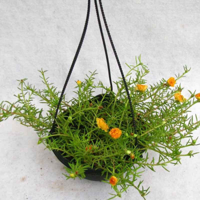 Lorvox 12'0 Clock Flower Seed(85 per packet)