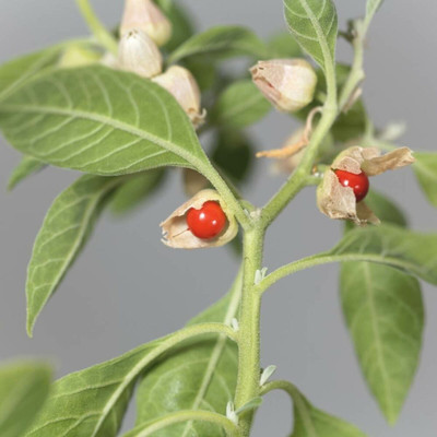 BDSresolve ashwagandha seeds for farming Seed(54 per packet)