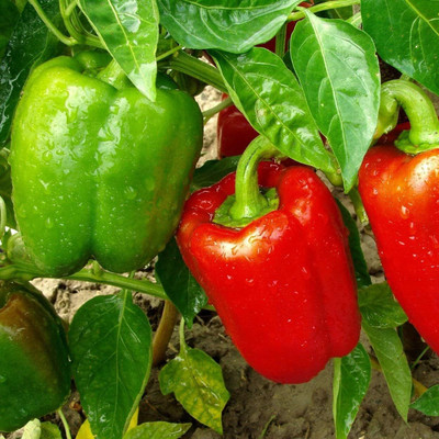 KNESSiN Sweet Pepper Seeds (Big Red)Capsicum-[600mg] Seed(100 per packet)