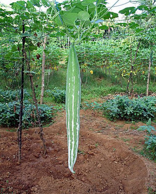 AMAJIT Hybrid Snake gourd/Chichinga/Pudalangai/Chillatai seeds for Home gardening(11) Seed(11 per packet)