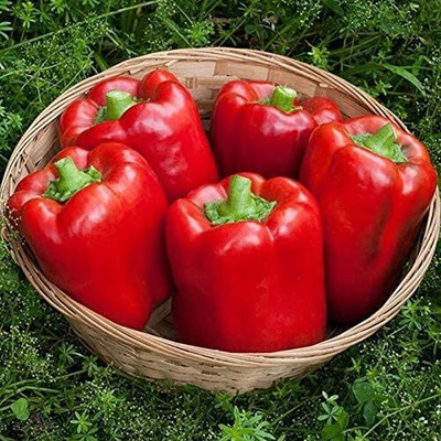 DIVINE CHILLI , PEPPER Seed(15 per packet)