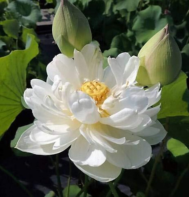 Aywal Mixed Color Water Lily Seed(7 per packet)