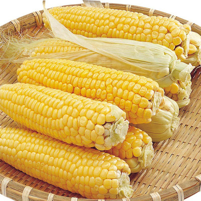 CYBEXIS Hybrid Common Corn Seeds1000 Seeds Seed(1000 per packet)