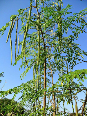 CYBEXIS LX-47 - Moringa Pkm1 Organic Large Size - (150 Seeds) Seed(150 per packet)
