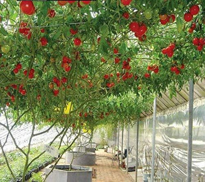 KNESSiN Easy to Grow Italian Tree Tomato Seeds For Planting - (1000 Seeds) Seed(1000 per packet)