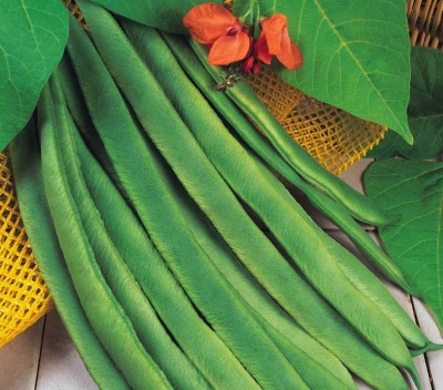 KNESSiN Runner Bean Enorma Seed(400 per packet)