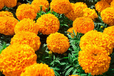 Greenspice marigold/gende ka phool flower seeds Seed(75 per packet)