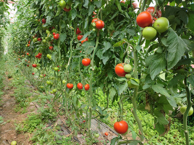 MOGEX tomato Seed(125 per packet)