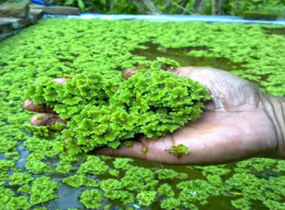 BDSresolve azolla seeds/azolla seeds for plant/lemna minoor seeds for plant Seed(700 per packet)