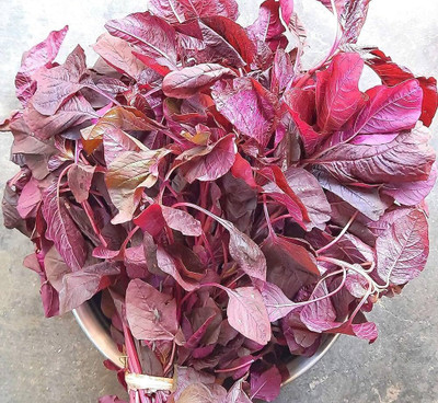 the green dotcom All Season Spinach Seeds PACK OF 2499 Seed(2499 per packet)