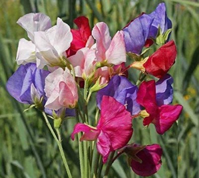 VibeX ® LXI-417 Sweet Pea Mammoth Mix Seed(50 per packet)