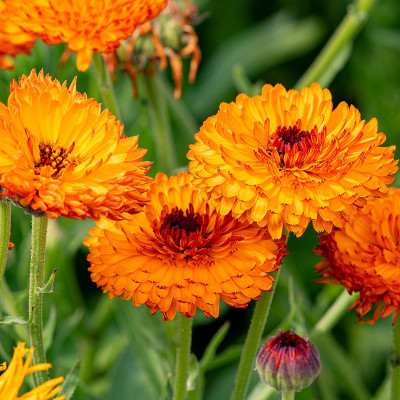 Lippy Calendula Neon Seed(100 per packet)