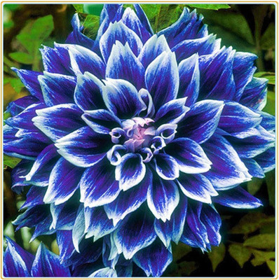 VibeX PUAS-43 - Dinner Plate Dahlia Decoration - (180 Seeds) Seed(180 per packet)