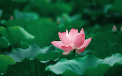 Lata lotus,kamal gatta Seed(15 per packet)