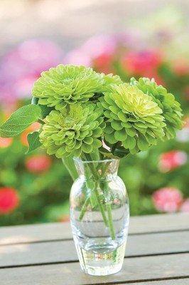 CYBEXIS GUA-66 - Rare Tequila Lime Zinnia - (270 Seeds) Seed(270 per packet)