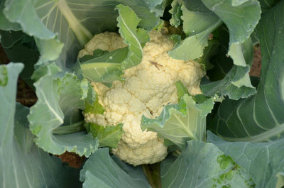 OMOM white cauliflower,gobhee seeds Seed(25 per packet)
