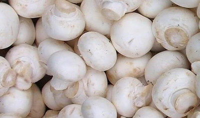 GREENSEA Mushroom Seed(88 per packet)