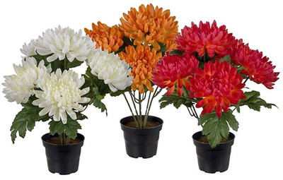 XOLDA Exotic chrysanthemum Seed(16 per packet)