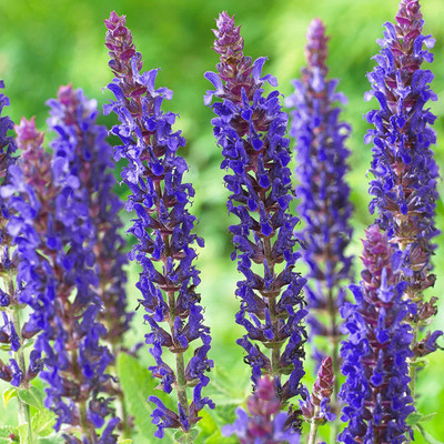 CYBEXIS Salvia East Friesland Clary Sage Herbaceous Perennial Seed(1 g)