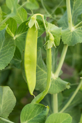 Kodali 37 Pcs-Bean Seed Seed(37 per packet)