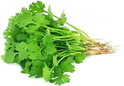 CYBEXIS XLL-18 - Cilantro - Non-GMO - (250 Seeds) Seed(250 per packet)