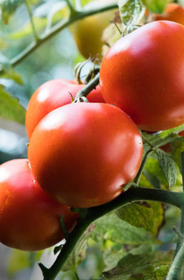 SAFRONI tomato Seed(100 per packet)