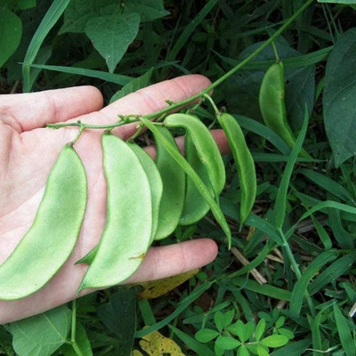 KNESSiN Flat Beans Seed(400 per packet)