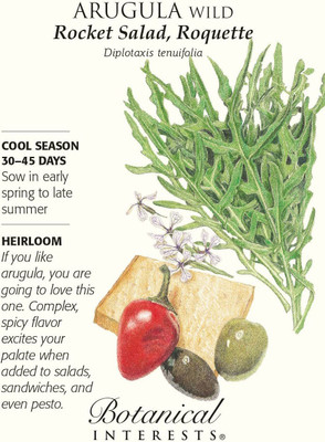 CYBEXIS XLL-35 - Rocket Roquette Wild Arugula - (2250 Seeds) Seed(2250 per packet)