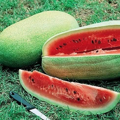 Qualtivate PUAS-7A Watermelon Charleston Grey Green Seeds Seed(100 per packet)