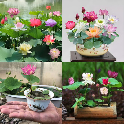 ibains Japanese lotus seeds for water bij 11 Seed(11 per packet)
