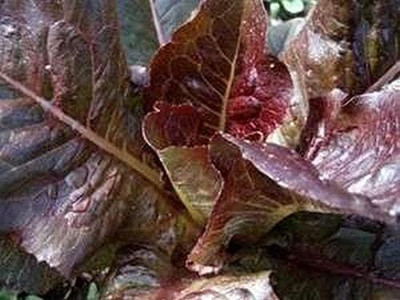 Qualtivate ICRA-1A Lettuce - 'Super Red Romaine' Seed(300 per packet)