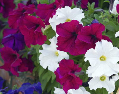 Lorvox Plumb Pudding Easy Wave Petunia Flower Seed(50 per packet)