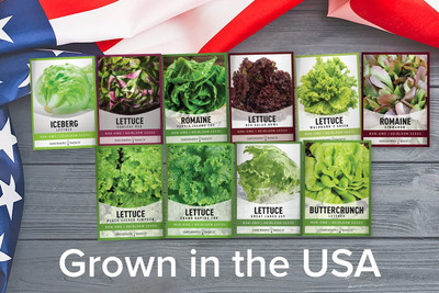 CYBEXIS 10 VARIETIES GREENS AND SALAD LETTUCE SEED Seed(10 g)