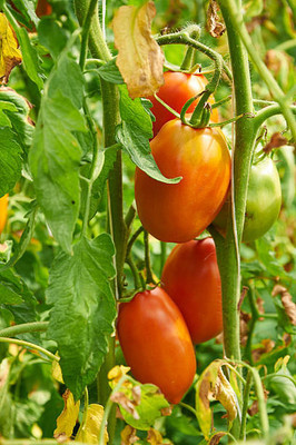 Reelam Natural tomato Seed(105 per packet)